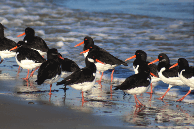 Oystercatchers At Seaview